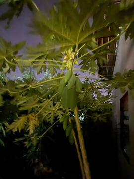 มะละกอ (Carica papaya L.)