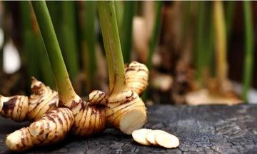 ข่า (Alpinia galanga (L.) Willd.)